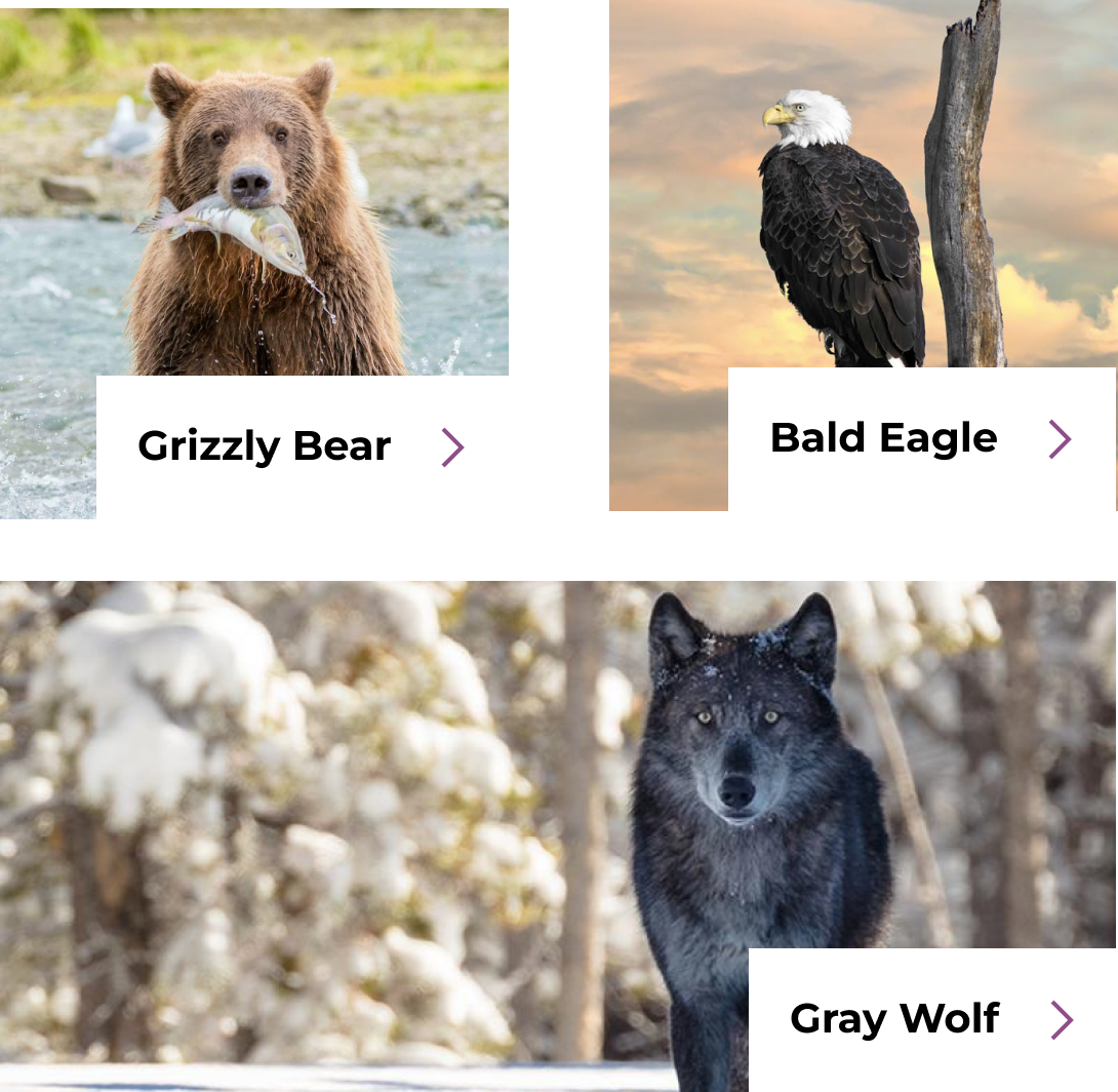 grizzly bear, bald eagle and gray wolf